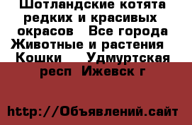 Шотландские котята редких и красивых  окрасов - Все города Животные и растения » Кошки   . Удмуртская респ.,Ижевск г.